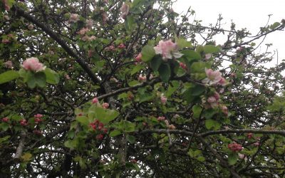 Spring was in the air today at Dalkeith Country Park and new ideas are blossoming…