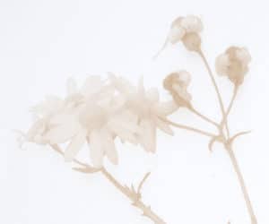 New Botanical Works on Paper