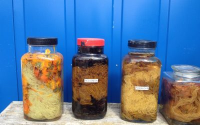 Eco dying at Ardalanish Weavers in Mull