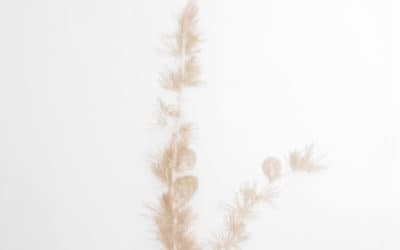 Time Spent Amongst Trees: SSA Exhibition at Meffan Gallery