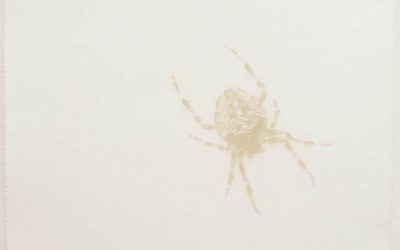 Insectarium – Fascination and Fear Exhibition May 2021